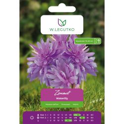 Zimowit - Leknín - plný - lila růžový - 1 ks. - Cibule a oddenky - W. Legutko Zimowit - Leknín - plný - lila růžový - 1 ks. - Cibule a oddenky - W. Legutko