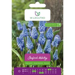 Modrý hroznový hyacint - 7 ks. - Cibule a oddenky - W. Legutko Modrý hroznový hyacint - 7 ks. - Cibule a oddenky - W. Legutko