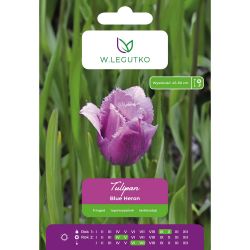 Tulipán - Blue Heron - zubatý - fialový - 4 ks. - Cibule a oddenky - W. Legutko
