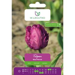 Tulipán - Modrý papoušek - Papoušek - modrý - 4 ks. - Cibule a oddenky - W. Legutko