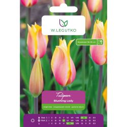 Tulip - Blushing Lady - single - late - pink and white - 5 ks. - Cibule a oddenky - W. Legutko
