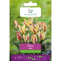 Tulipán - Addis - Greiga - krémový s červeným okrajem - 5 ks. - Cibule a oddenky - W. Legutko
