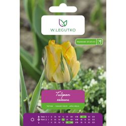 Tulipán - Akebono - plný - pozdní - žlutý - 4 ks. - Cibule a oddenky - W. Legutko
