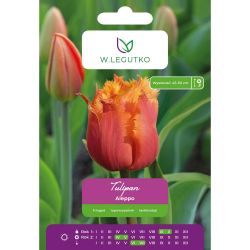 Tulipán - Aleppo - zubatý - žluto-růžový - 4 ks. - Cibule a oddenky - W. Legutko