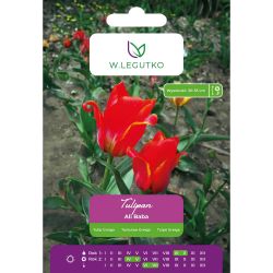 Tulipán - Ali Baba - Greiga - růžový a červený - 5 ks. - Cibule a oddenky - W. Legutko Tulipán - Ali Baba - Greiga - růžový a červený - 5 ks. - Cibule a oddenky - W. Legutko