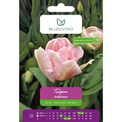 Tulipán - Angelique - plný - pozdní - růžový - 5 ks. - Cibule a oddenky - W. Legutko