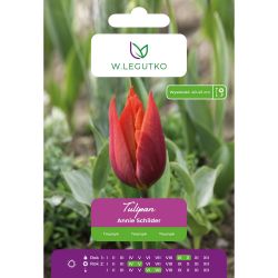 Tulipán - Annie Schilder - Triumph - červený - 5 ks. - Cibule a oddenky - W. Legutko