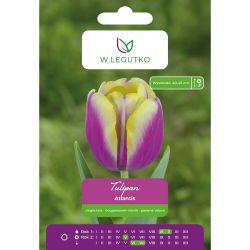 Tulipán - Atlantis - jeden - pozdní - fialový - 5 ks. - Cibule a oddenky - W. Legutko
