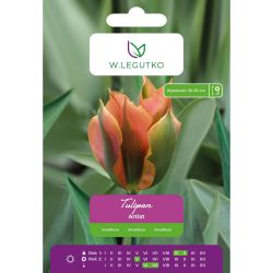 Tulipán - Artist - Viridiflora - lososově-oranžová - 4 ks. - Cibule a oddenky - W. Legutko