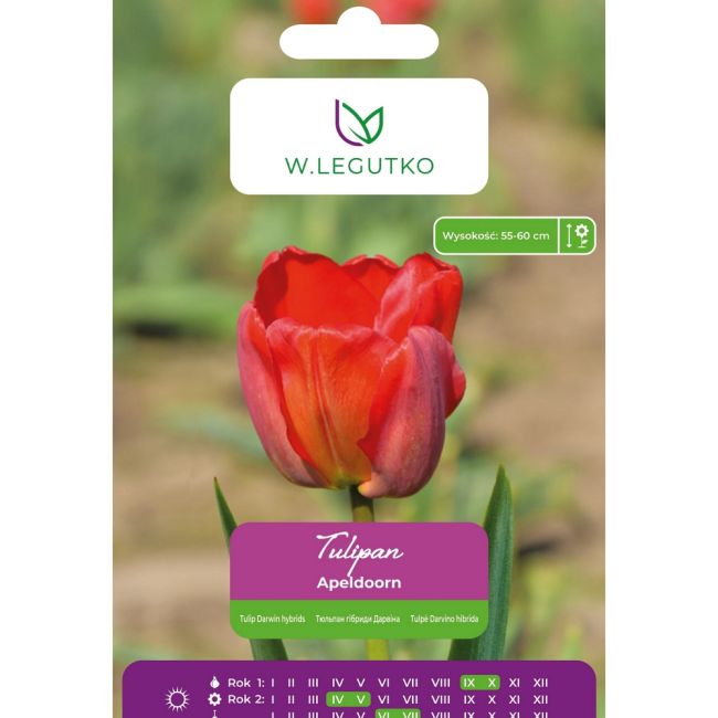 Tulipán - Apeldoorn - hybridy Darwin - červený - 5 ks. - Cibule a oddenky - W. Legutko Tulipán - Apeldoorn - hybridy Darwin - červený - 5 ks. - Cibule a oddenky - W. Legutko
