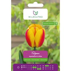 Tulipán - Apeldoorn`s Elite - hybridy Darwin - červený se žlutým okrajem - 5 ks. - Cibule a oddenky - W. Legutko Tulipán - Apeldoorn`s Elite - hybridy Darwin - červený se žlutým okrajem - 5 ks. - Cibule a oddenky - W. Legutko