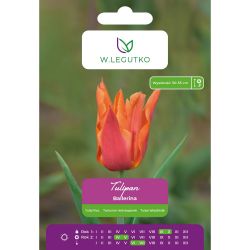 Tulipán - Balerína - lila - oranžová - 5 ks. - Cibule a oddenky - W. Legutko