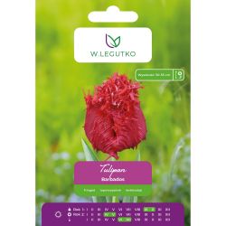 Tulipán - Barbados - zubatý - červený - 4 ks. - Cibule a oddenky - W. Legutko Tulipán - Barbados - zubatý - červený - 4 ks. - Cibule a oddenky - W. Legutko
