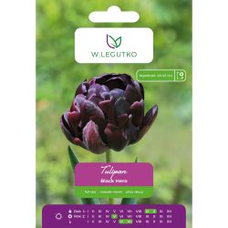 Tulipán - Black Hero - plný - pozdní - kaštanový - 4 ks. - Cibule a oddenky - W. Legutko