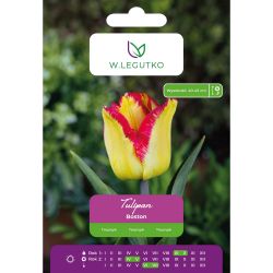 Tulipán - Boston - Triumph - červeno-žlutý - 5 ks. - Cibule a oddenky - W. Legutko