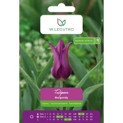 Tulipán - Burgundsko - lila - fialovofialový - 4 ks. - Cibule a oddenky - W. Legutko