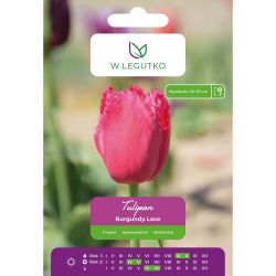 Tulipán - Burgundská krajka - zubatá - vínově červená - 4 ks. - Cibule a oddenky - W. Legutko