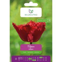 Tulipán - Calibra - zubatý - červený - 4 ks. - Cibule a oddenky - W. Legutko