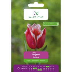 Tulipán - Canasta - zubatý - červený s bílým okrajem - 4 ks. - Cibule a oddenky - W. Legutko Tulipán - Canasta - zubatý - červený s bílým okrajem - 4 ks. - Cibule a oddenky - W. Legutko