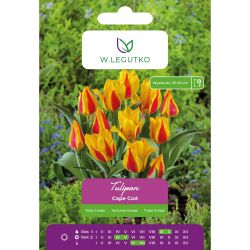 Tulipán - Cape Cod - Greiga - meruňka se žlutým okrajem - 5 ks. - Cibule a oddenky - W. Legutko