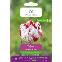 Tulipán - Carnaval de Nice - plný - pozdní - červenobílý - 5 ks. - Cibule a oddenky - W. Legutko Tulipán - Carnaval de Nice - plný - pozdní - červenobílý - 5 ks. - Cibule a oddenky - W. Legutko