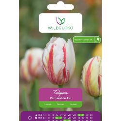 Tulipán - Carnaval de Rio - Triumph - bílý s červenými pruhy - 5 ks. - Cibule a oddenky - W. Legutko