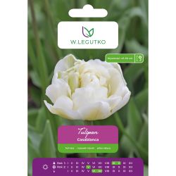Tulipán - Casablanca - plný - pozdní - bílý - 5 ks. - Cibule a oddenky - W. Legutko