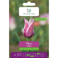 Tulipán - Claudia - ve tvaru lila - fialový s bílým okrajem - 5 ks. - Cibule a oddenky - W. Legutko Tulipán - Claudia - ve tvaru lila - fialový s bílým okrajem - 5 ks. - Cibule a oddenky - W. Legutko
