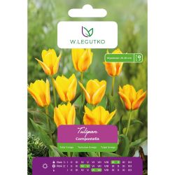 Tulipán - Compostella - Greiga - žlutočervený - 5 ks. - Cibule a oddenky - W. Legutko