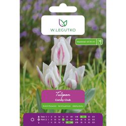 Tulipán - Candy Club - vícekvětý - krémový - 4 ks. - Cibule a oddenky - W. Legutko