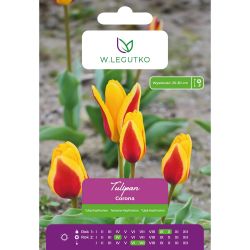 Tulipán - Corona - Kaufmann - žlutý vnější, červený - 5 ks. - Cibule a oddenky - W. Legutko