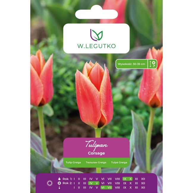 Tulipán - Živůtek - Greiga - růžovo-červený se žlutým okrajem - 4 ks. - Cibule a oddenky - W. Legutko Tulipán - Živůtek - Greiga - růžovo-červený se žlutým okrajem - 4 ks. - Cibule a oddenky - W. Legutko