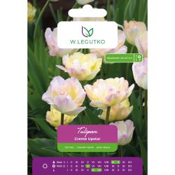 Tulipán - Creme Upstar - plný - pozdní - růžový - 4 ks. - Cibule a oddenky - W. Legutko