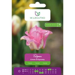 Tulipán - Crown of Dynasty - Triumph - růžový a bílý - 5 ks. - Cibule a oddenky - W. Legutko Tulipán - Crown of Dynasty - Triumph - růžový a bílý - 5 ks. - Cibule a oddenky - W. Legutko