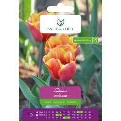 Tulipán - Davenport - zubatý - červený se žlutým okrajem - 4 ks. - Cibule a oddenky - W. Legutko Tulipán - Davenport - zubatý - červený se žlutým okrajem - 4 ks. - Cibule a oddenky - W. Legutko