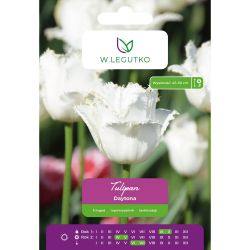 Tulipán - Daytona - zubatý - bílý - 4 ks. - Cibule a oddenky - W. Legutko